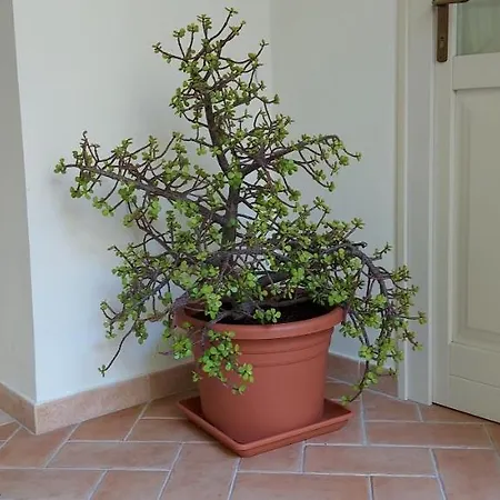 Domo Antiga Guest Гостевой дом